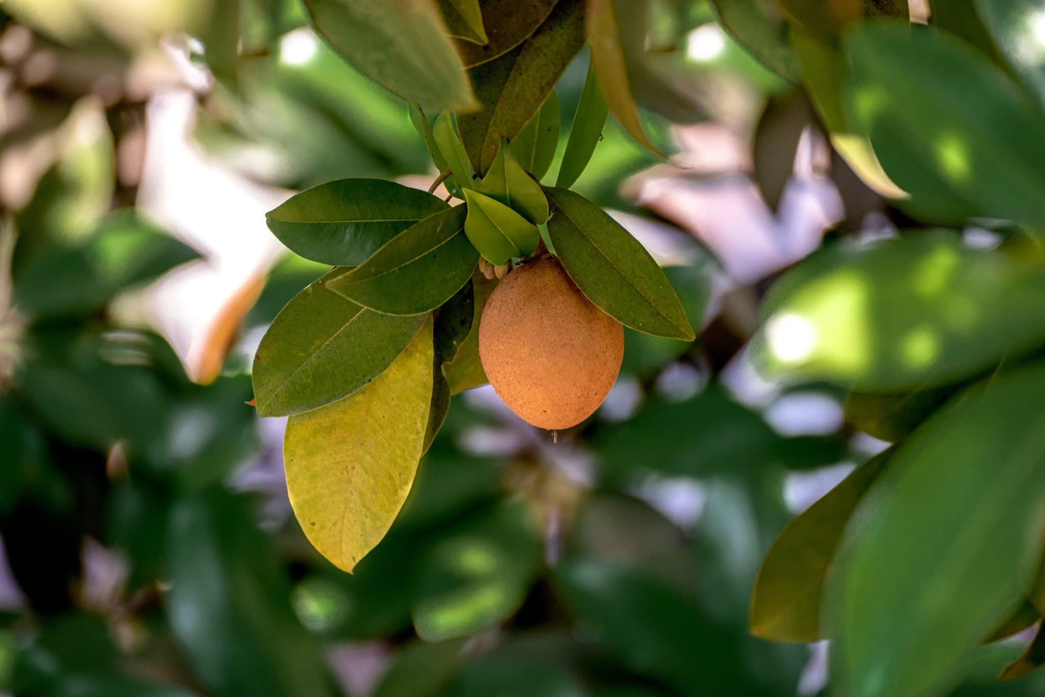 GI-tagged chikoo orchards at Save Farm Gholvad — sapota farm walk near Mumbai